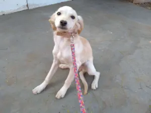 Cachorro raça Desconheço a raça idade 2 a 6 meses nome Beijinho