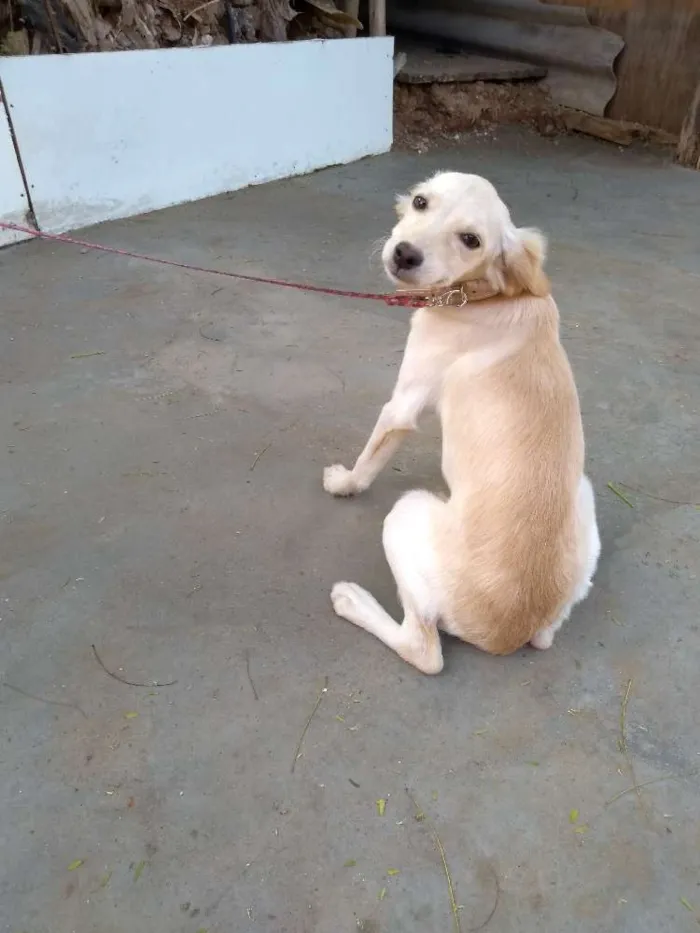 Cachorro ra a Desconheço a raça idade 2 a 6 meses nome Beijinho