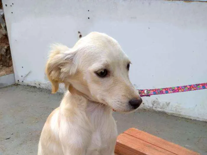 Cachorro ra a Desconheço a raça idade 2 a 6 meses nome Beijinho