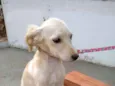 Beijinho