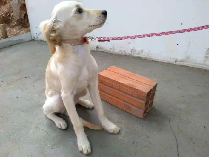 Cachorro ra a Desconheço a raça idade 2 a 6 meses nome Beijinho