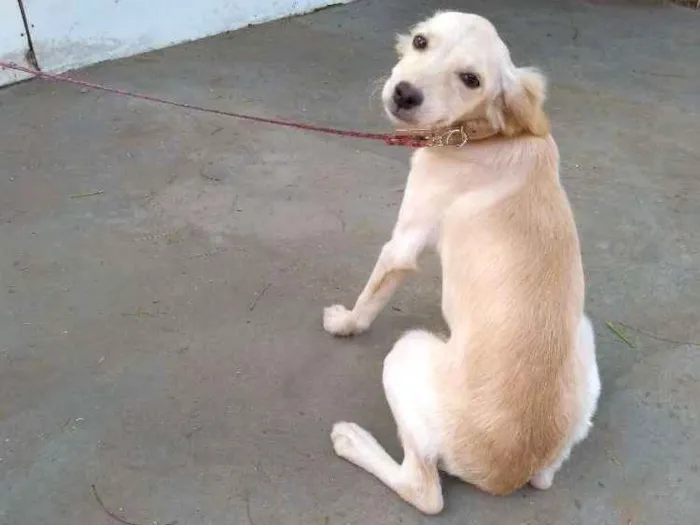 Cachorro ra a Desconheço a raça idade 2 a 6 meses nome Beijinho