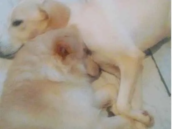 Cachorro raça Vira lata idade 6 ou mais anos nome Luck e Lua