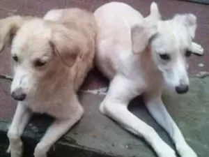Cachorro raça Vira lata idade 6 ou mais anos nome Luck e Lua