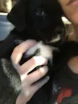 Scooby