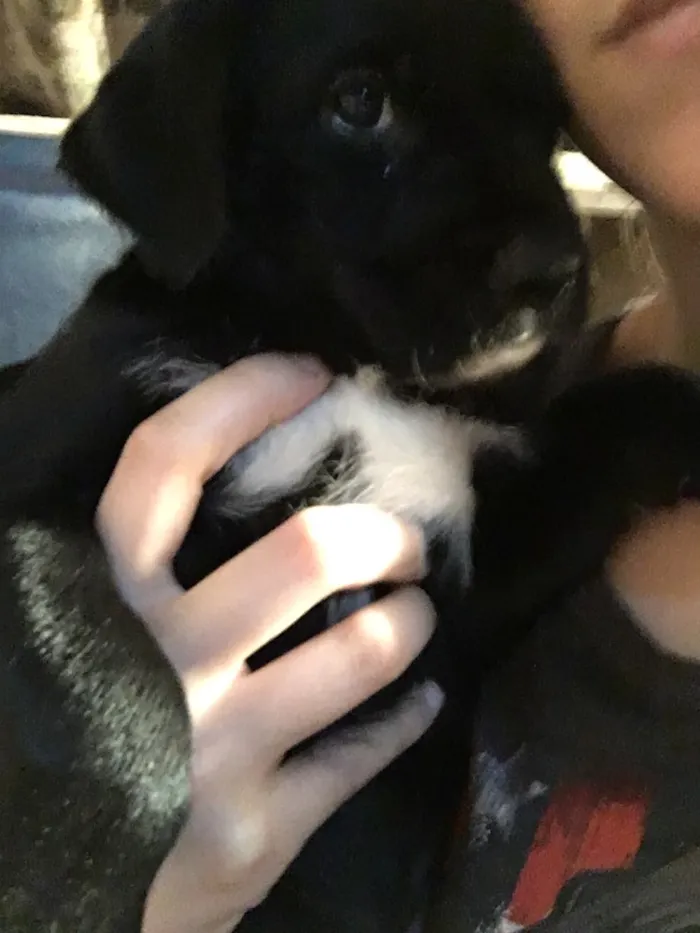Cachorro ra a SRD idade Abaixo de 2 meses nome Scooby
