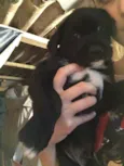 Scooby