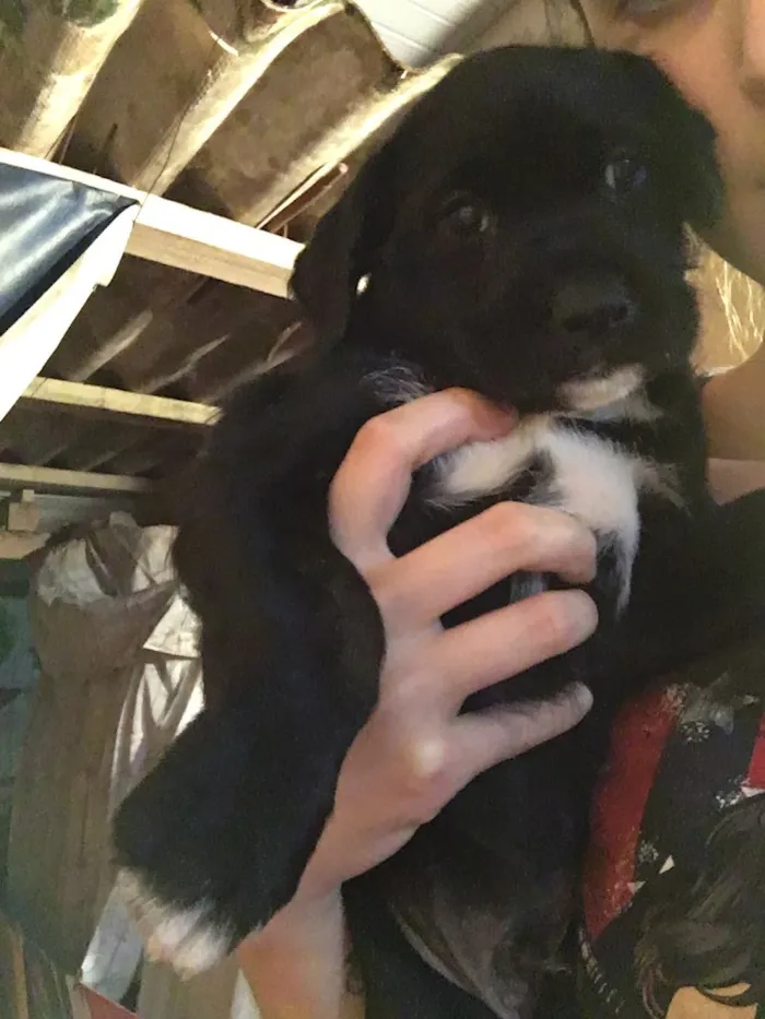 Cachorro ra a SRD idade Abaixo de 2 meses nome Scooby
