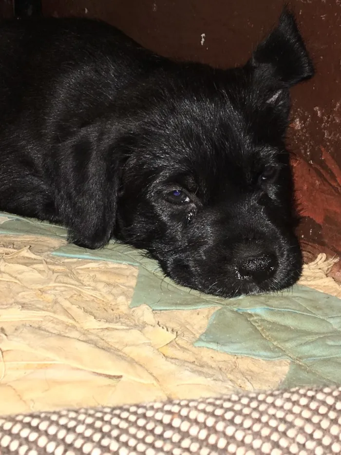 Cachorro ra a SRD idade Abaixo de 2 meses nome Scooby