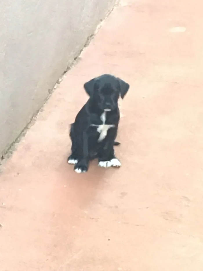 Cachorro ra a SRD idade Abaixo de 2 meses nome Scooby