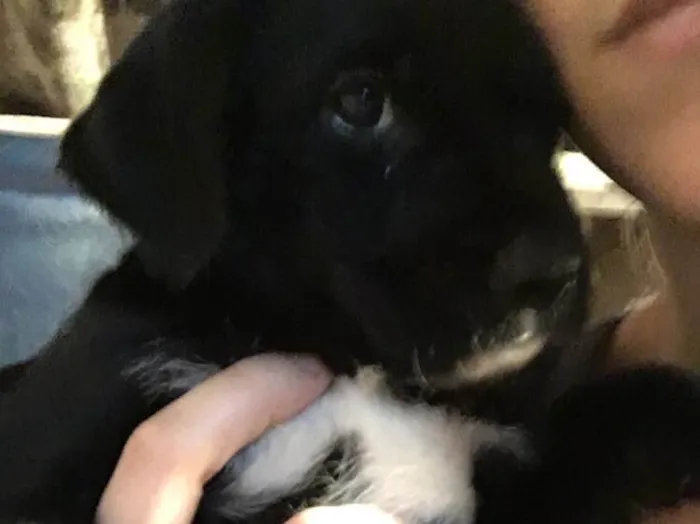 Cachorro ra a SRD idade Abaixo de 2 meses nome Scooby