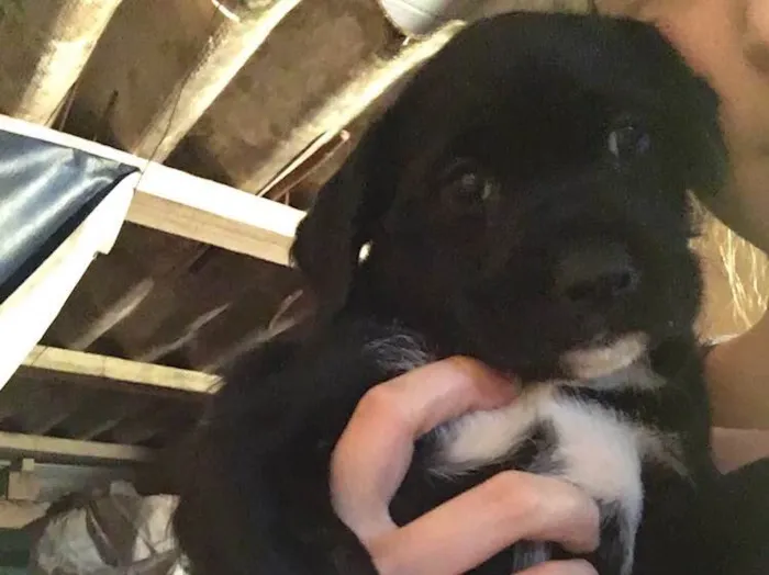 Cachorro ra a SRD idade Abaixo de 2 meses nome Scooby
