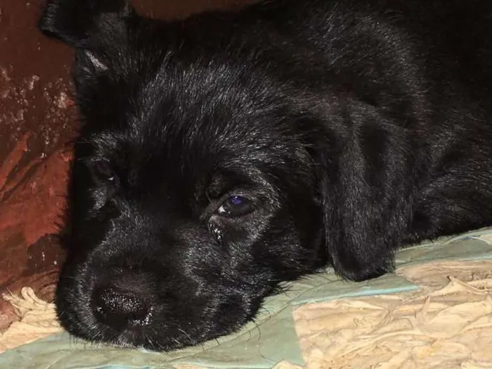 Cachorro ra a SRD idade Abaixo de 2 meses nome Scooby