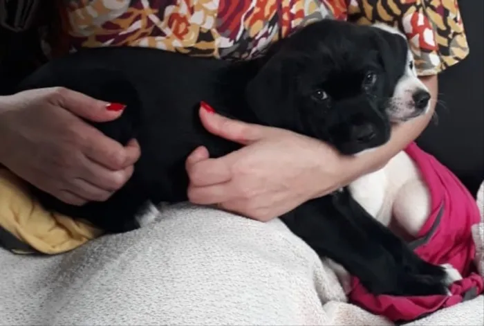 Cachorro ra a SRD idade Abaixo de 2 meses nome Scooby