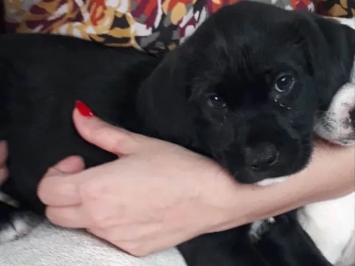 Cachorro ra a SRD idade Abaixo de 2 meses nome Scooby