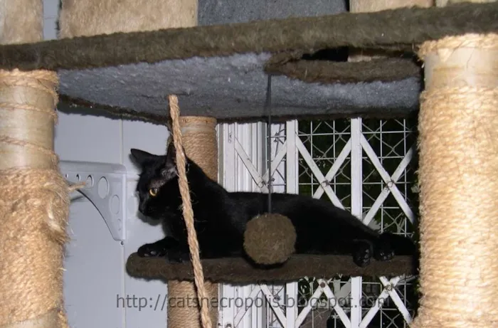 Gato ra a srd idade 2 anos nome Amora