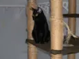 Amora