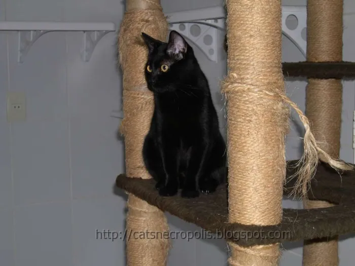 Gato ra a srd idade 2 anos nome Amora