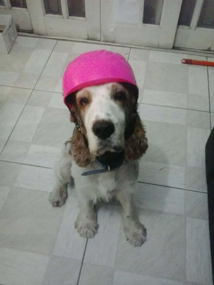 Cachorro ra a Cocker spaniel ingles idade 6 ou mais anos nome Duck