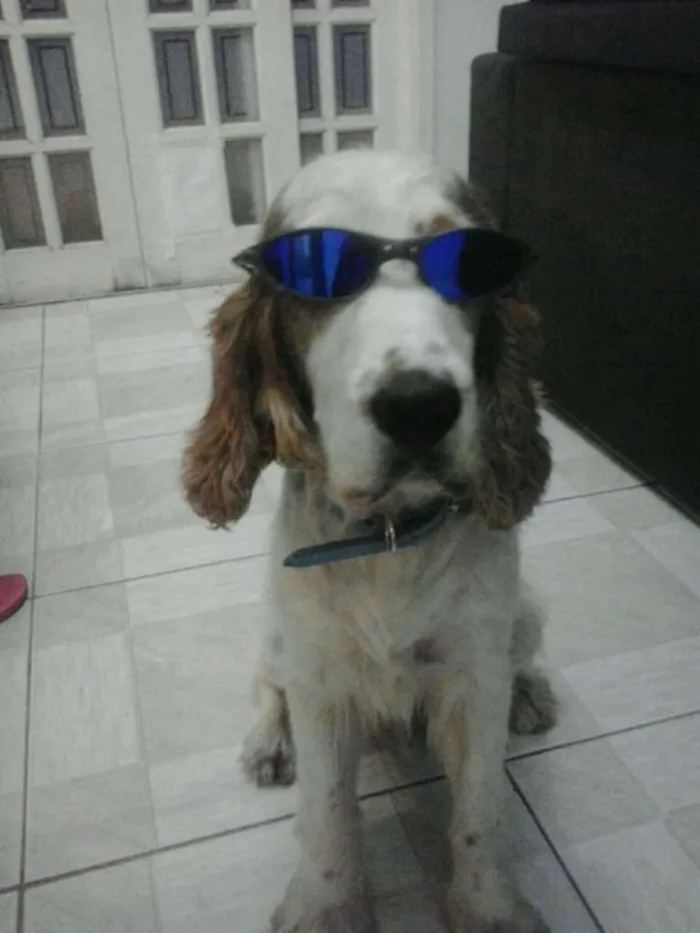 Cachorro ra a Cocker spaniel ingles idade 6 ou mais anos nome Duck
