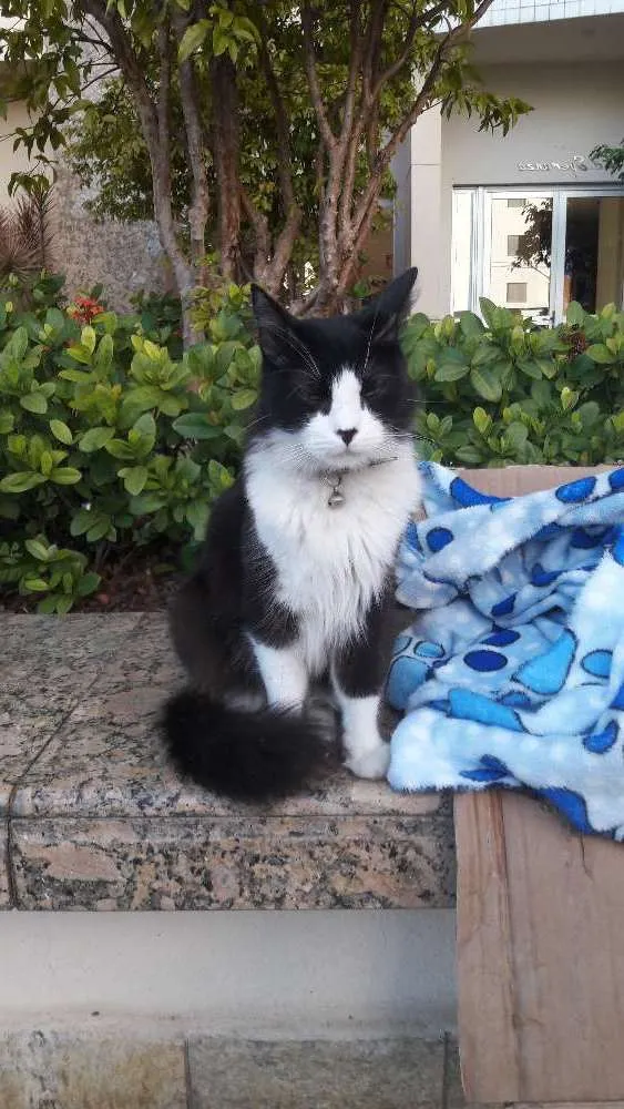 Gato ra a Frajolinha idade 7 a 11 meses nome Abigail