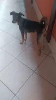 Maya