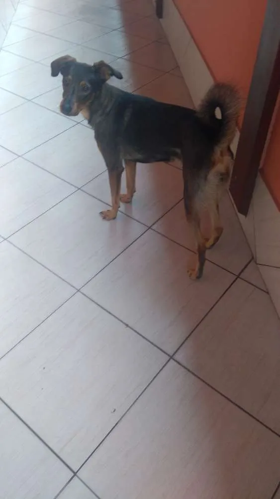 Cachorro ra a Sem raça definida idade 2 anos nome Maya