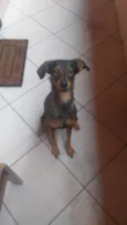 Maya