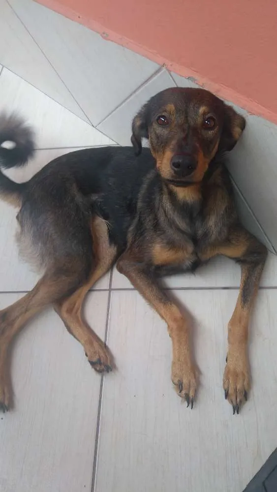 Cachorro ra a Sem raça definida idade 2 anos nome Maya