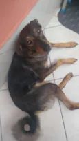 Maya