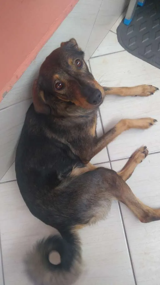 Cachorro ra a Sem raça definida idade 2 anos nome Maya