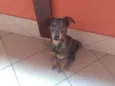Maya