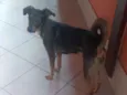 Maya