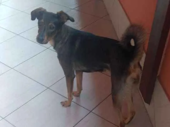 Cachorro ra a Sem raça definida idade 2 anos nome Maya