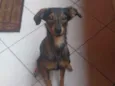 Maya