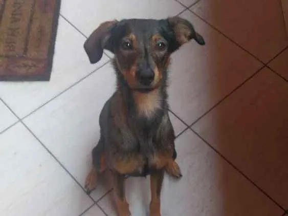 Cachorro ra a Sem raça definida idade 2 anos nome Maya