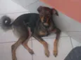Maya