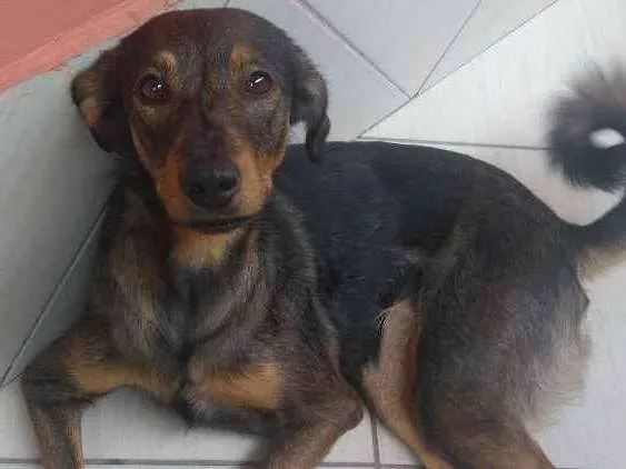 Cachorro ra a Sem raça definida idade 2 anos nome Maya