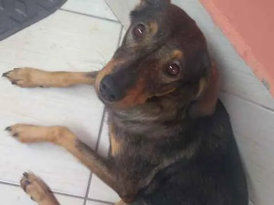 Cachorro ra a Sem raça definida idade 2 anos nome Maya