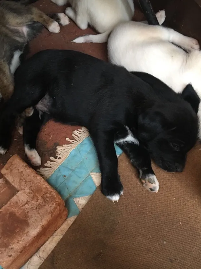 Cachorro ra a SRD idade Abaixo de 2 meses nome Scooby