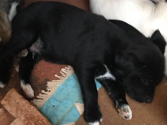 Cachorro ra a SRD idade Abaixo de 2 meses nome Scooby