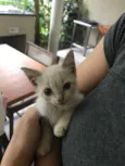 Miaw
