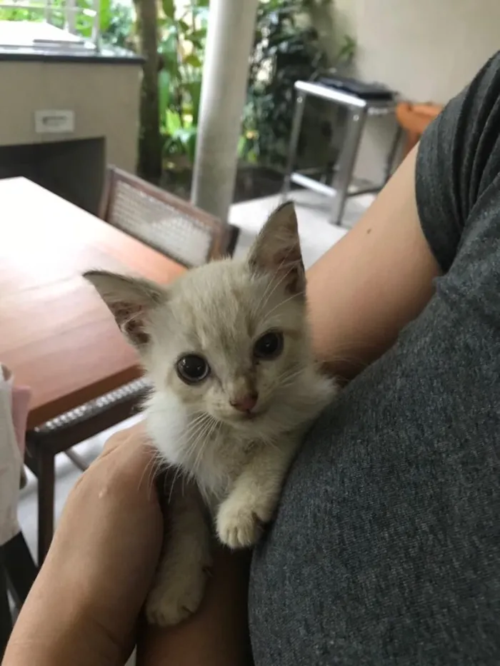 Gato ra a Mestiço  idade 2 a 6 meses nome Miaw