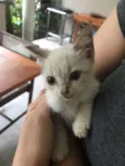 Miaw