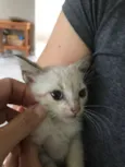Miaw