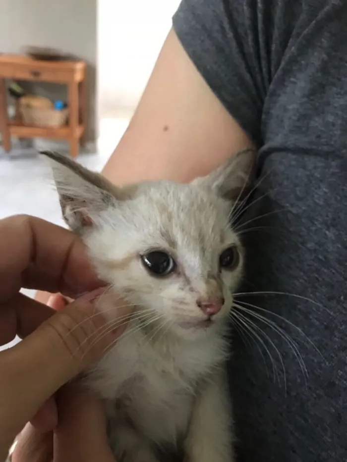 Gato ra a Mestiço  idade 2 a 6 meses nome Miaw
