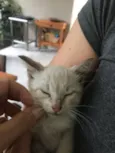 Miaw