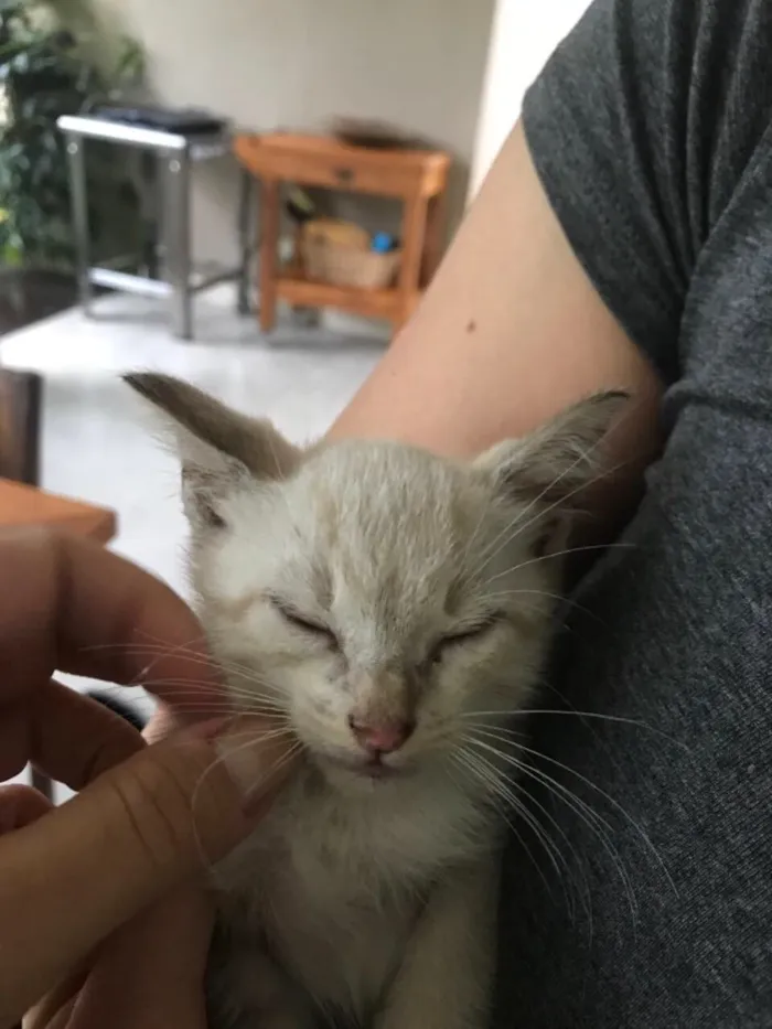 Gato ra a Mestiço  idade 2 a 6 meses nome Miaw