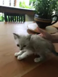 Miaw