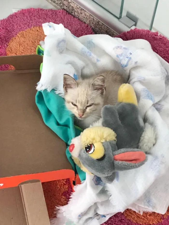 Gato ra a Mestiço  idade 2 a 6 meses nome Miaw
